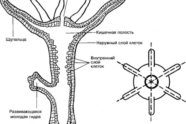 Как пополнить кошелек кракена